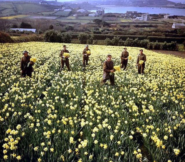 #54 Daffodil pickers, March 1943