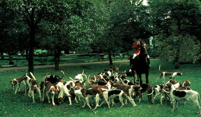 #95 RR hounds, 1970s.