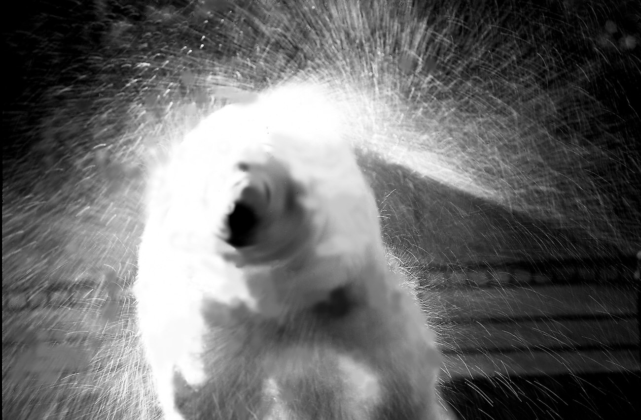 #134 Wet polar bear, 1970s.