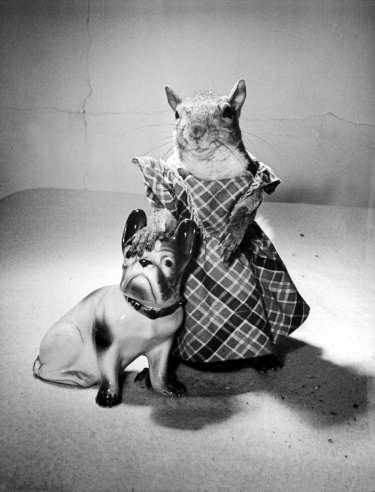#6  Tommy Tucker, the Dapper Squirrel: A 1940s Fashion Icon with a Nutty Sense of Style #6 Weird