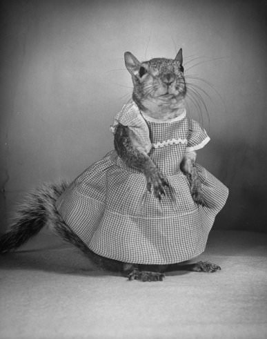 Tommy Tucker, the Dapper Squirrel: A 1940s Fashion Icon with a Nutty Sense of Style Weird