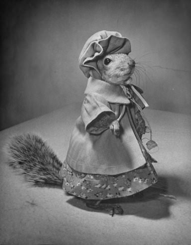 Tommy Tucker, the Dapper Squirrel: A 1940s Fashion Icon with a Nutty Sense of Style Weird