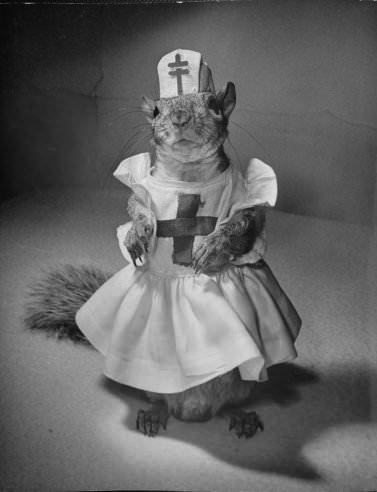 Tommy Tucker, the Dapper Squirrel: A 1940s Fashion Icon with a Nutty Sense of Style Weird