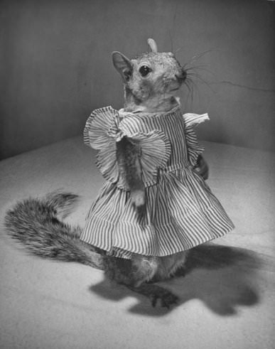 Tommy Tucker, the Dapper Squirrel: A 1940s Fashion Icon with a Nutty Sense of Style Weird