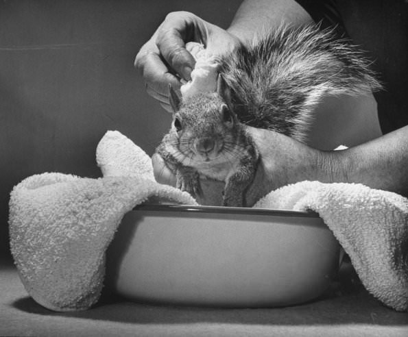 Tommy Tucker, the Dapper Squirrel: A 1940s Fashion Icon with a Nutty Sense of Style Weird