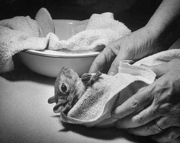 Tommy Tucker, the Dapper Squirrel: A 1940s Fashion Icon with a Nutty Sense of Style Weird