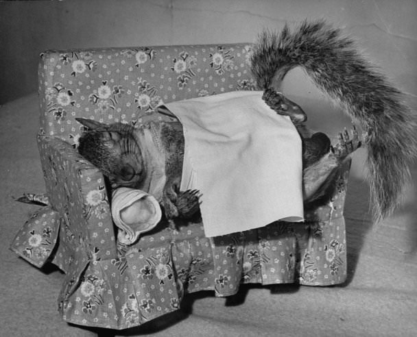 Tommy Tucker, the Dapper Squirrel: A 1940s Fashion Icon with a Nutty Sense of Style Weird