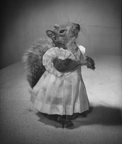Tommy Tucker, the Dapper Squirrel: A 1940s Fashion Icon with a Nutty Sense of Style Weird