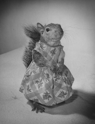 Tommy Tucker, the Dapper Squirrel: A 1940s Fashion Icon with a Nutty Sense of Style Weird