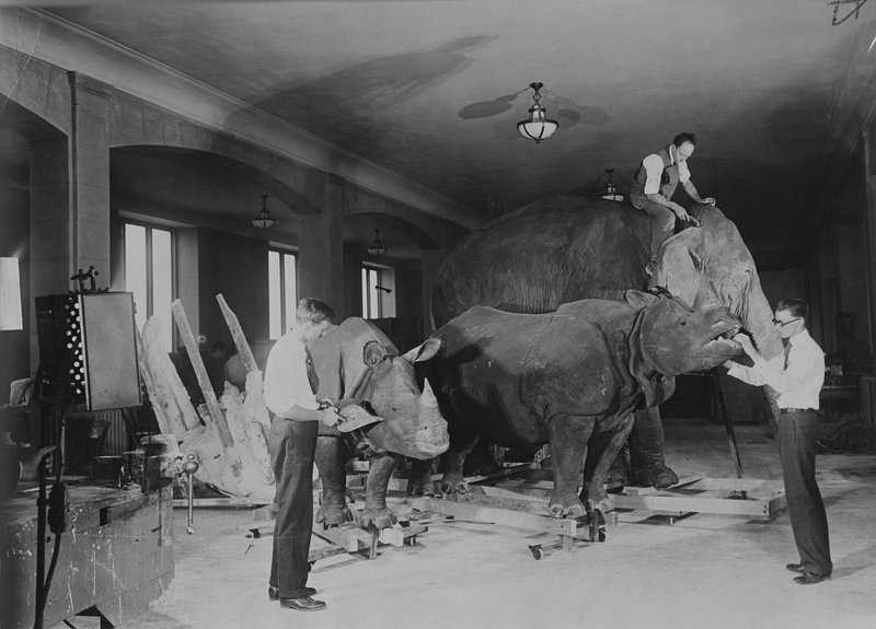 #3 Museum staff mounting Rhinoceros and Indian Elephant