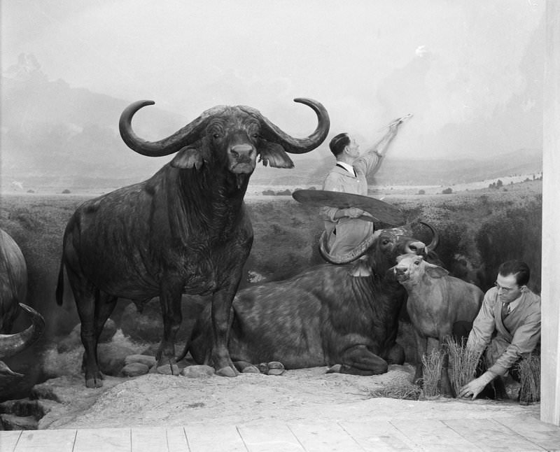 #4 Preparing African Buffalo Group