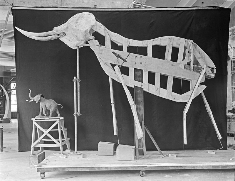 #5 Wooden framework, first stage for mounting elephant