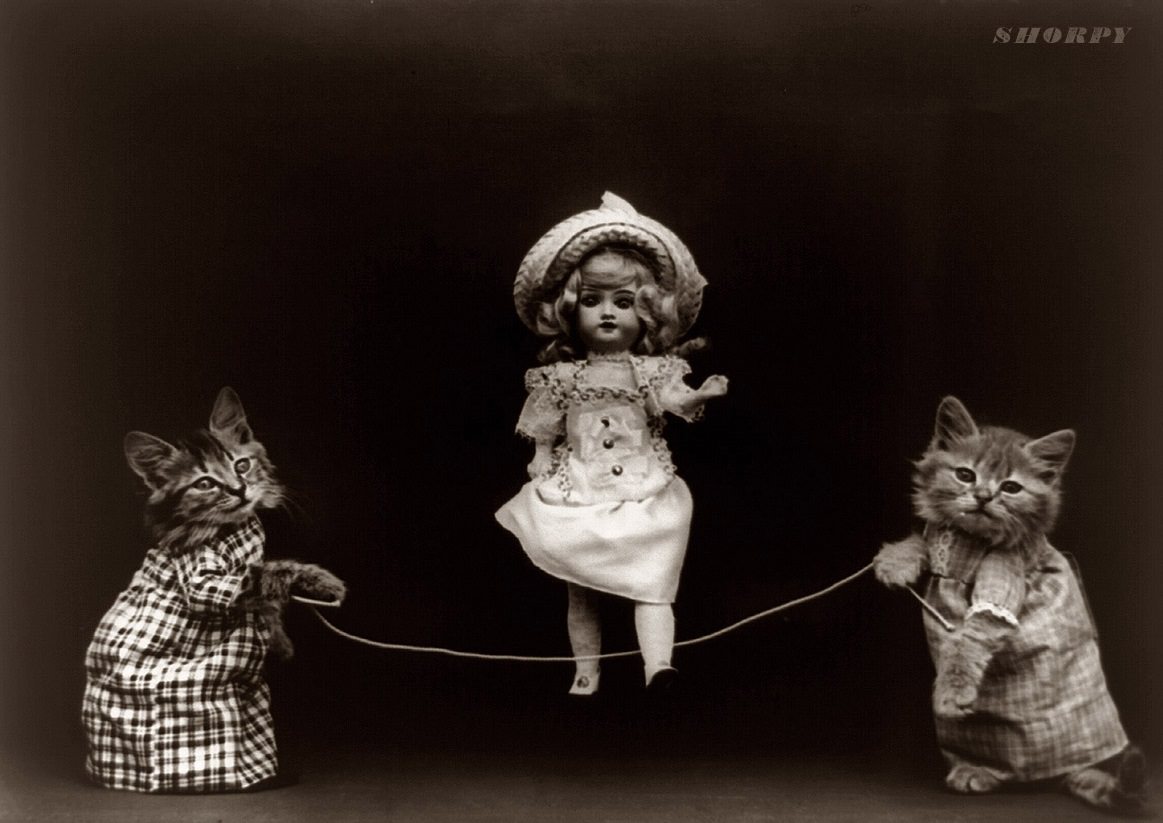 The Brighton Cats: Harry Pointer’s Hilarious Feline Photography from the Late 1800s Photography