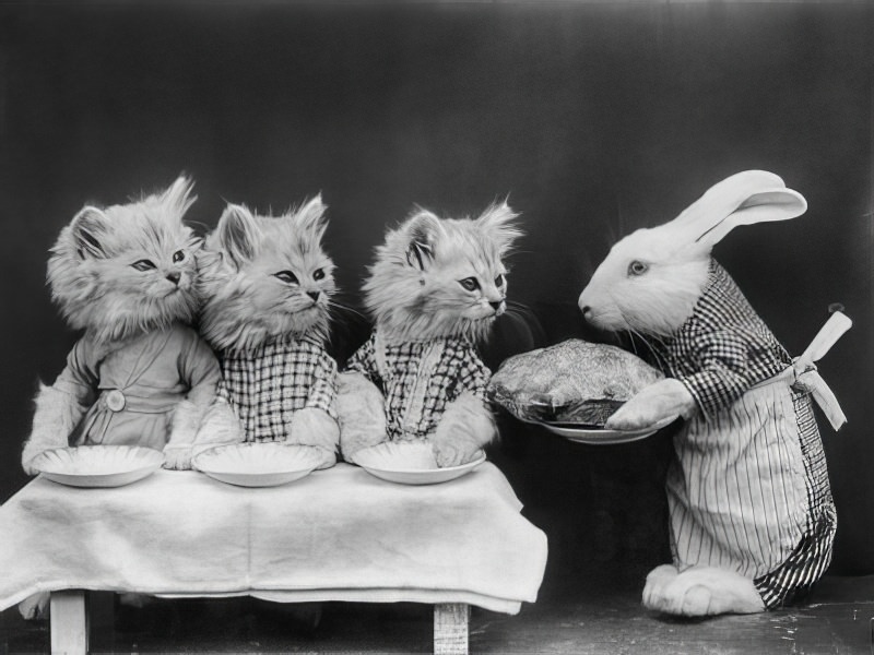 The Brighton Cats: Harry Pointer’s Hilarious Feline Photography from the Late 1800s Photography