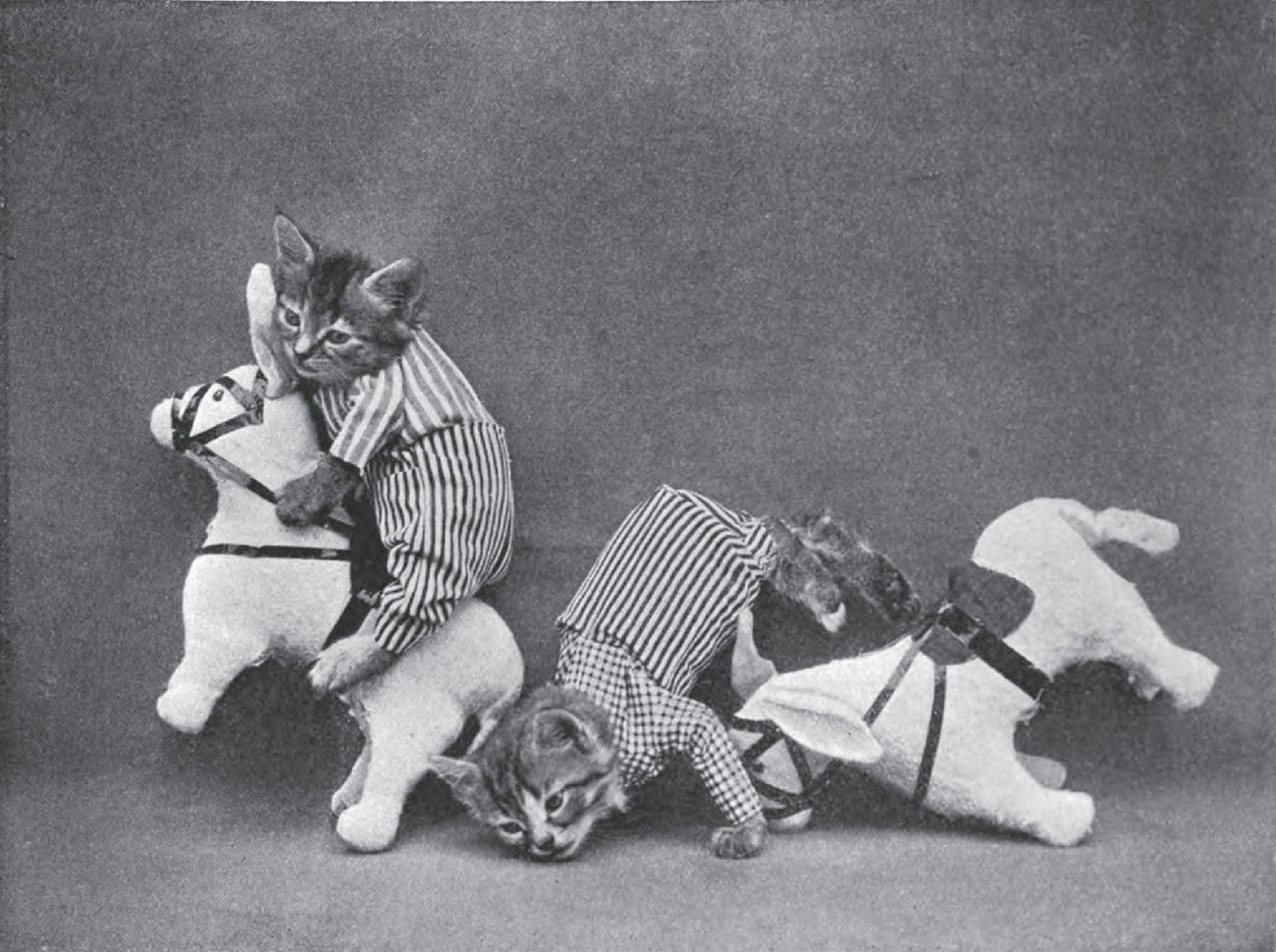 The Brighton Cats: Harry Pointer’s Hilarious Feline Photography from the Late 1800s Photography
