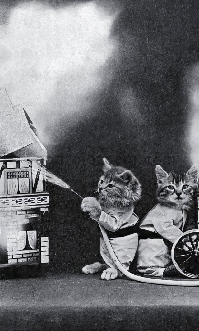 The Brighton Cats: Harry Pointer’s Hilarious Feline Photography from the Late 1800s Photography