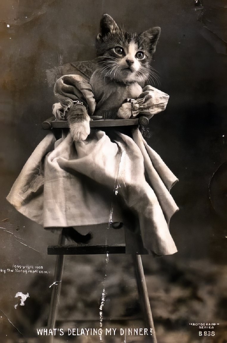 The Brighton Cats: Harry Pointer’s Hilarious Feline Photography from the Late 1800s Photography