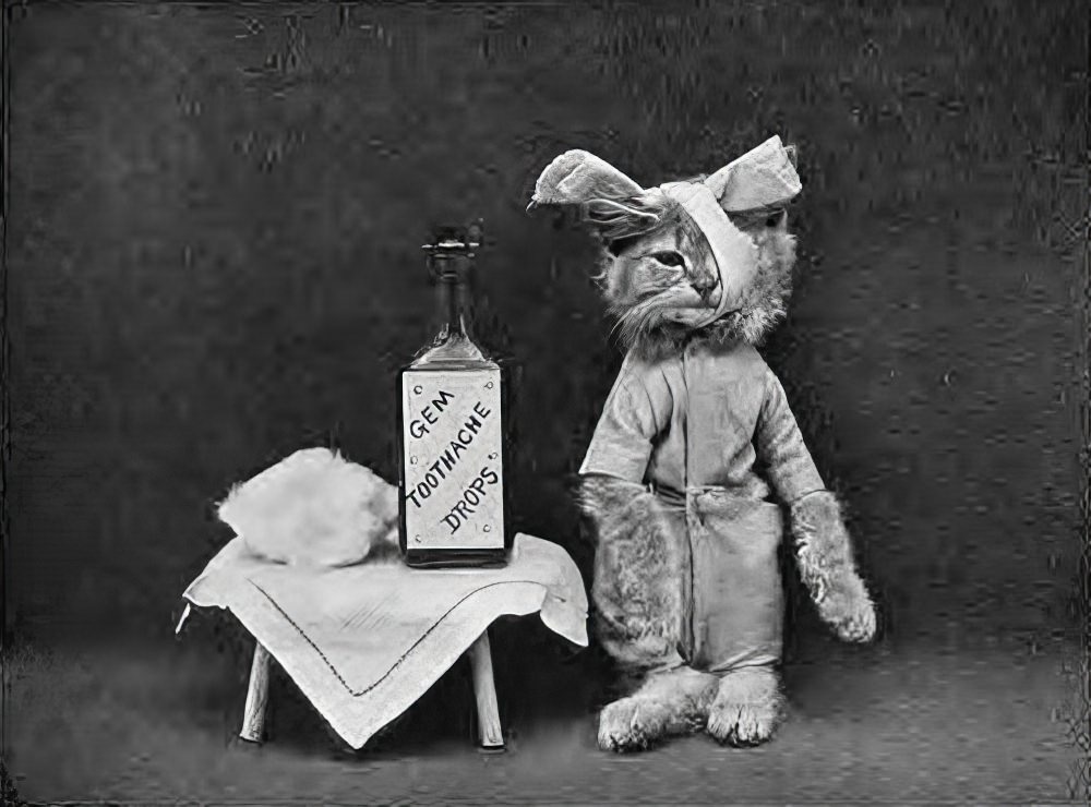 The Brighton Cats: Harry Pointer’s Hilarious Feline Photography from the Late 1800s Photography
