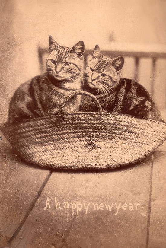The Brighton Cats: Harry Pointer’s Hilarious Feline Photography from the Late 1800s Photography