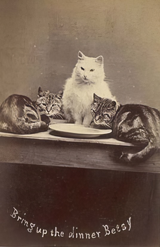 The Brighton Cats: Harry Pointer’s Hilarious Feline Photography from the Late 1800s Photography