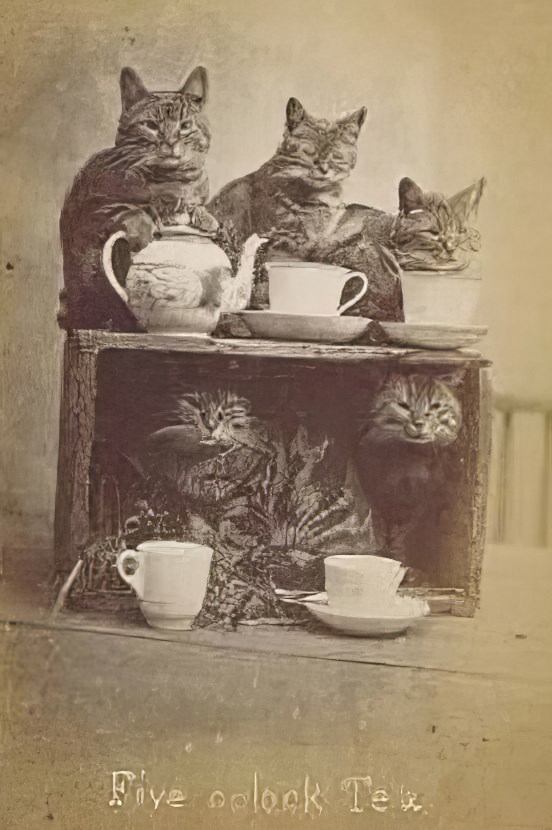 The Brighton Cats: Harry Pointer’s Hilarious Feline Photography from the Late 1800s Photography