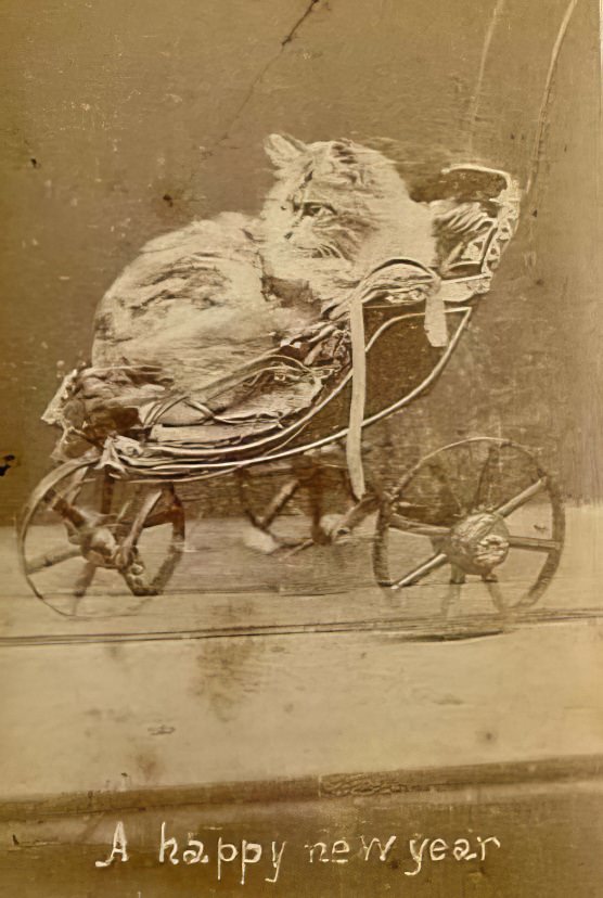 The Brighton Cats: Harry Pointer’s Hilarious Feline Photography from the Late 1800s Photography