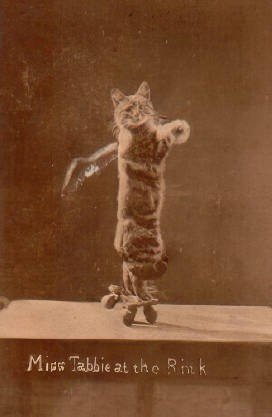 The Brighton Cats: Harry Pointer’s Hilarious Feline Photography from the Late 1800s Photography