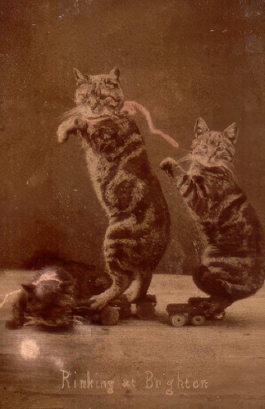 The Brighton Cats: Harry Pointer’s Hilarious Feline Photography from the Late 1800s Photography