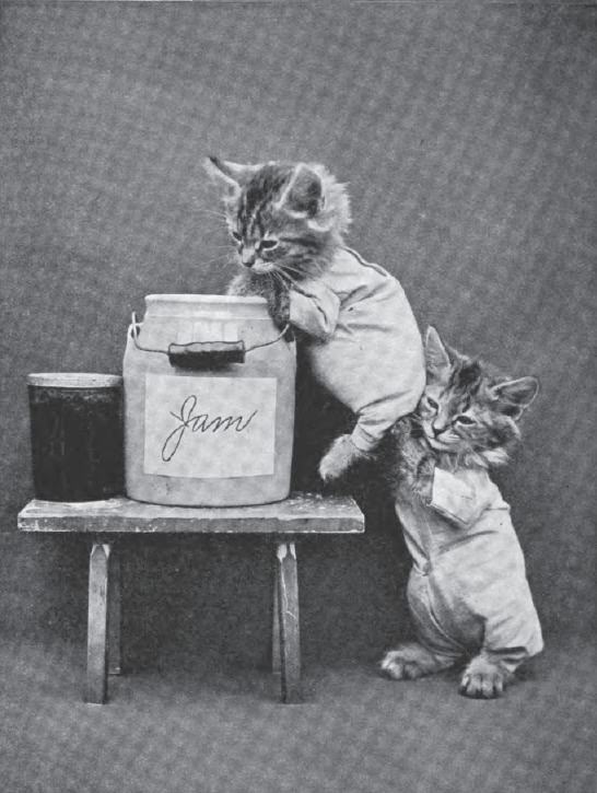 The Brighton Cats: Harry Pointer’s Hilarious Feline Photography from the Late 1800s Photography