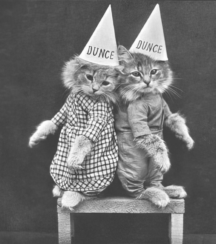 The Brighton Cats: Harry Pointer’s Hilarious Feline Photography from the Late 1800s Photography