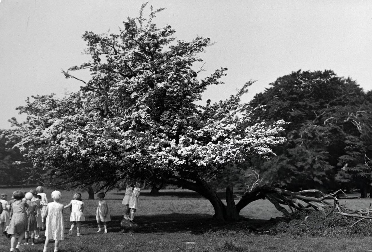 #122 Klampenborg Zoo’s blossoming hawthorn, 1934