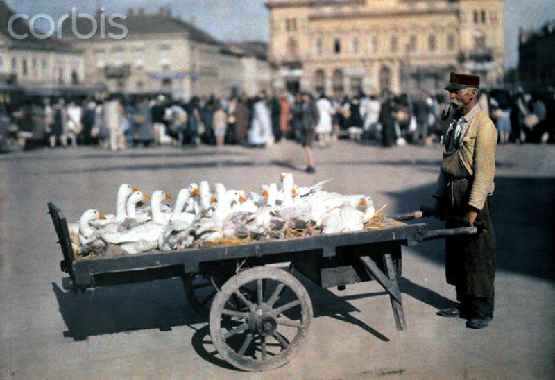 #2 A man carts geese to market in Hungary, June 1932.
