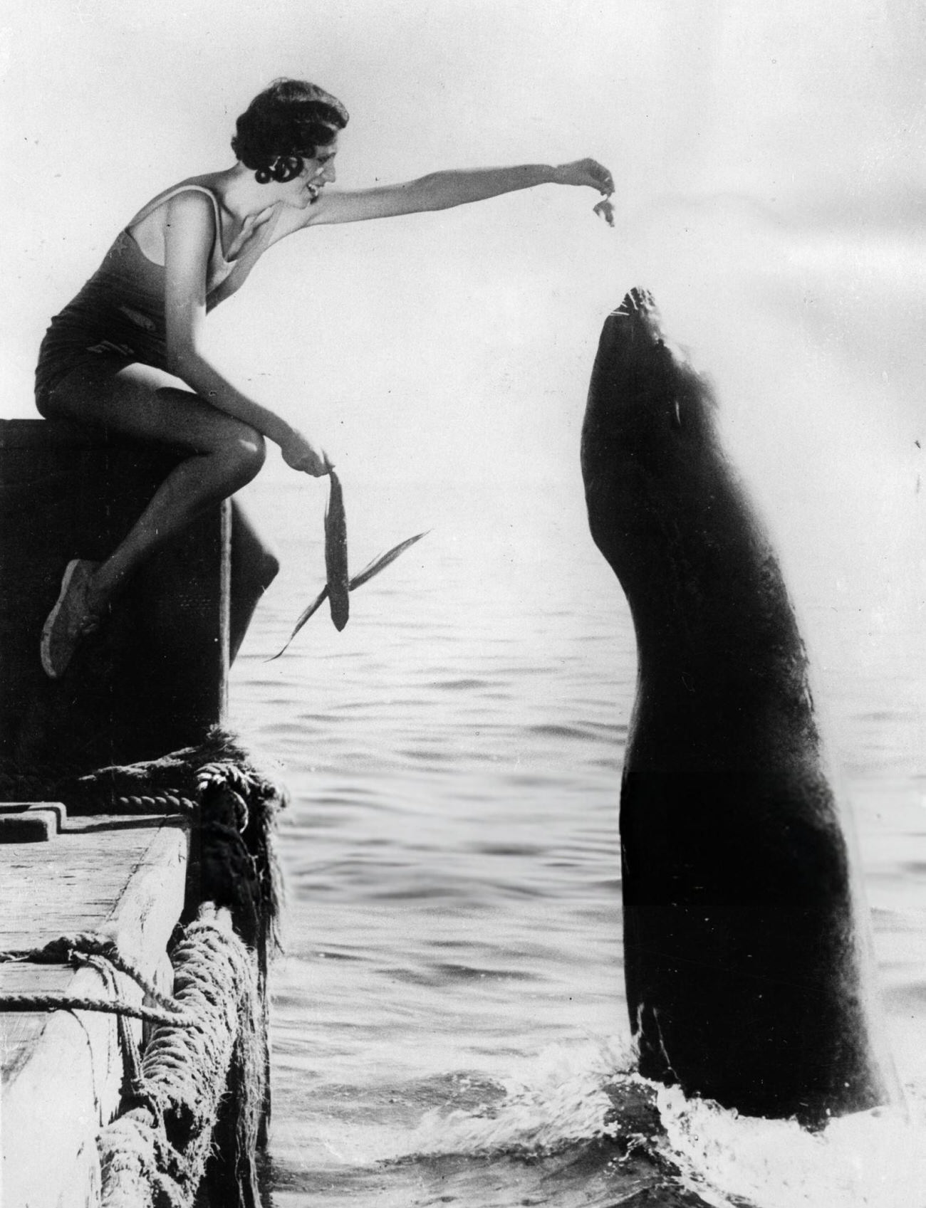 #21 The seal Oscar II on Catalina Island, fed by visitors, 1930.