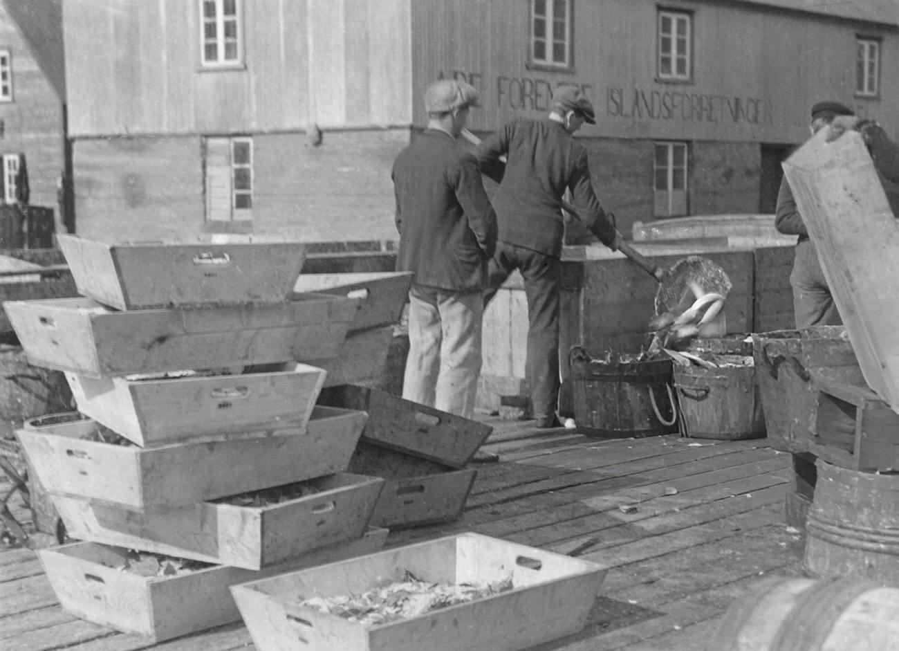 #38 Herring being cleaned in Siglufjordur, Iceland, 1935.