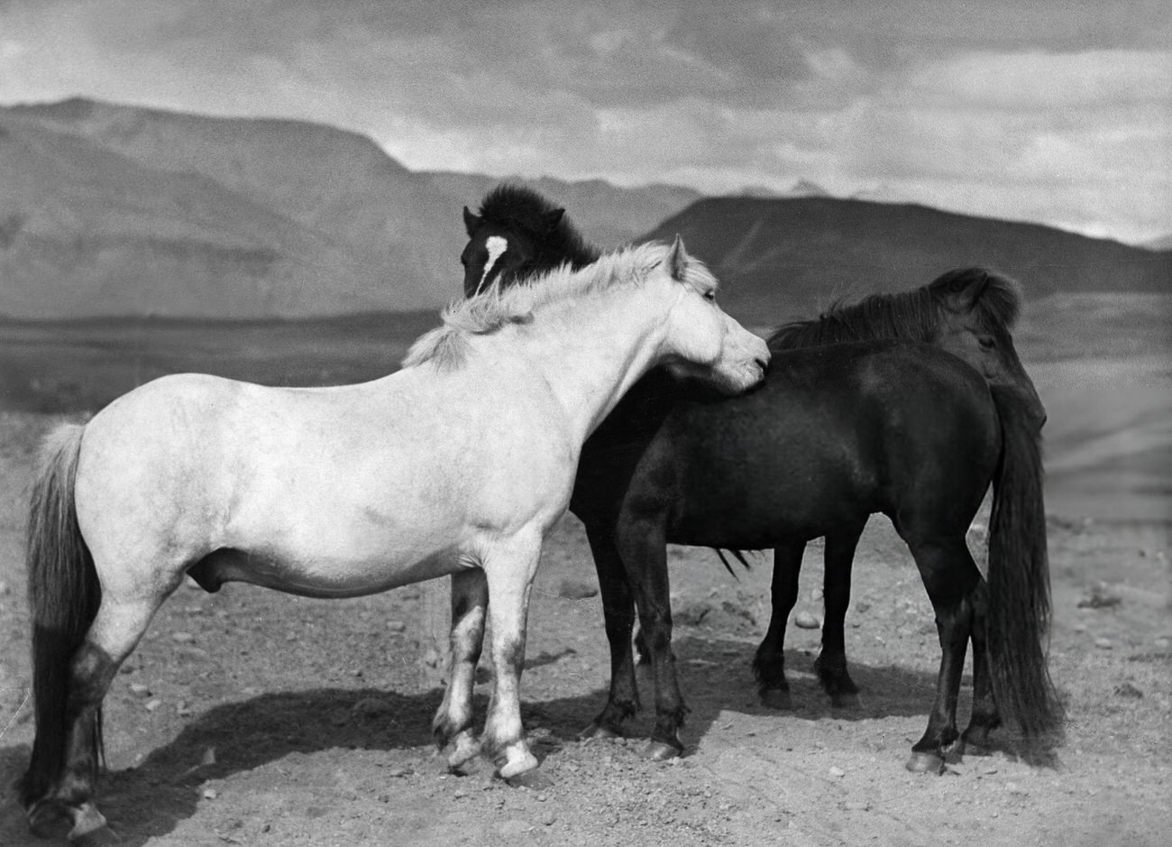 #53 Icelandic ponies, 1934.