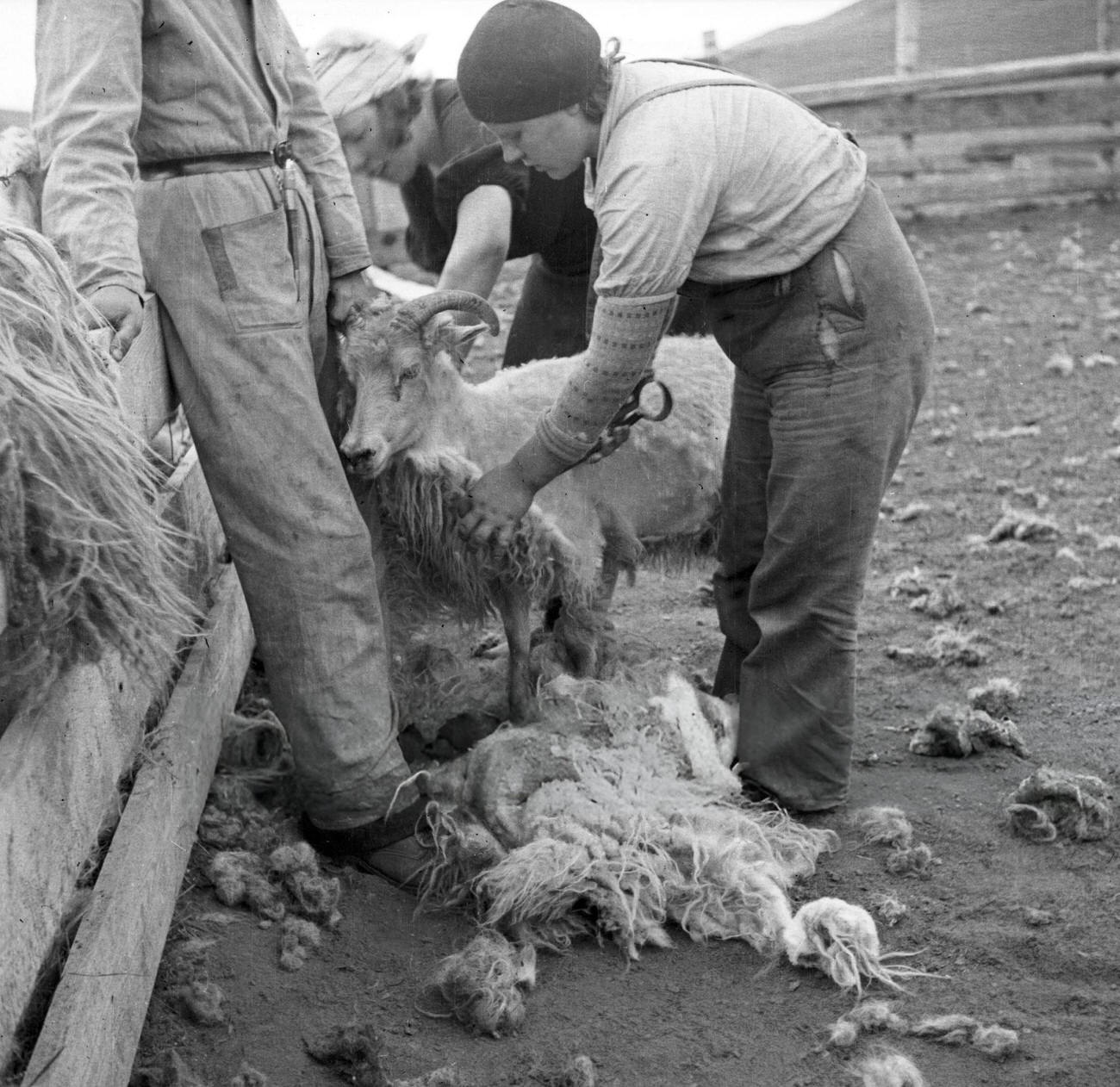 #16 Shearing sheep in Iceland, 1930s.