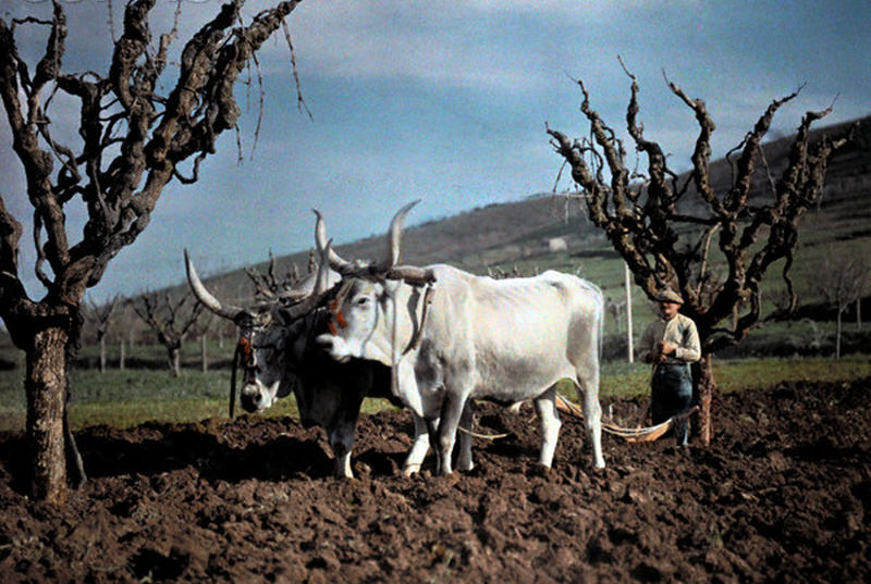 #8 Oxen plowing a field in Perugia, Italy, 1928.