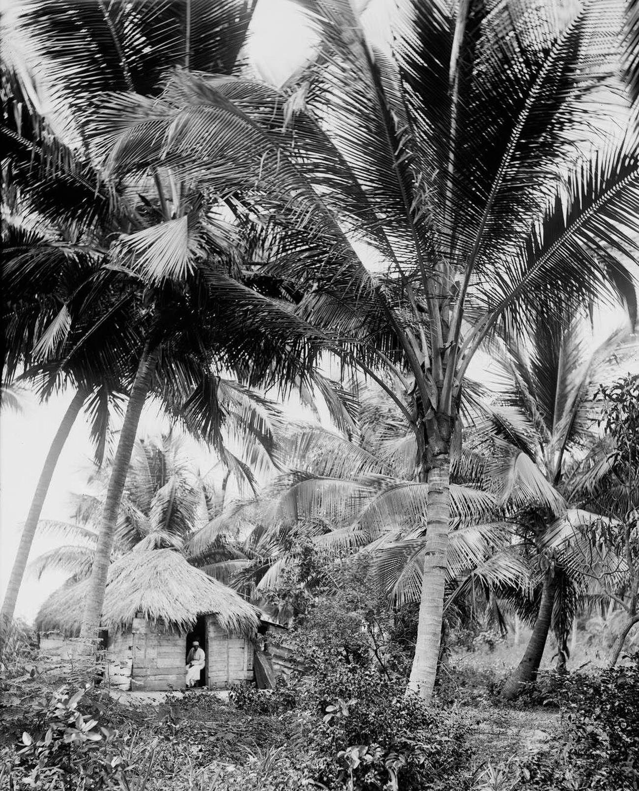 #20 Coconut palms in Puerto Rico, 1903.
