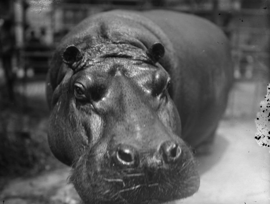 #31 Hippos in the New York Zoo.