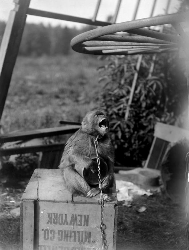 #41 Performing monkey.