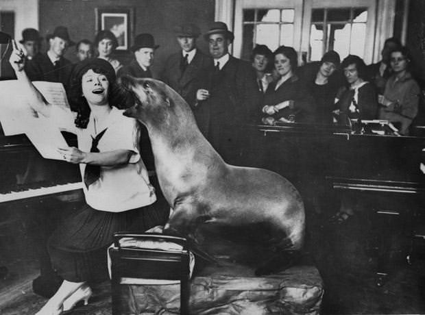 Mr Macfrisco, the singing sea lion, has a singing lesson, 1926.