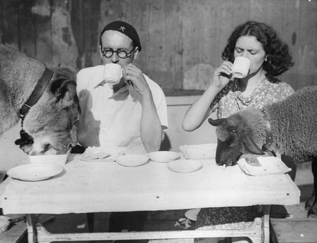 ‘Tornado’ Smith, the Wall of Death rider, and his wife having tea with their pet lion and lamb, 1936.