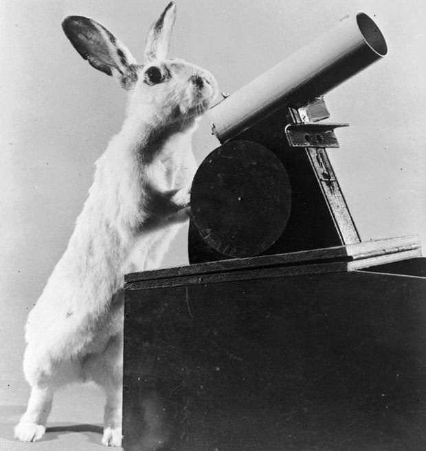 “Carrots” the rabbit fires table tennis balls from a toy cannon, 1956.