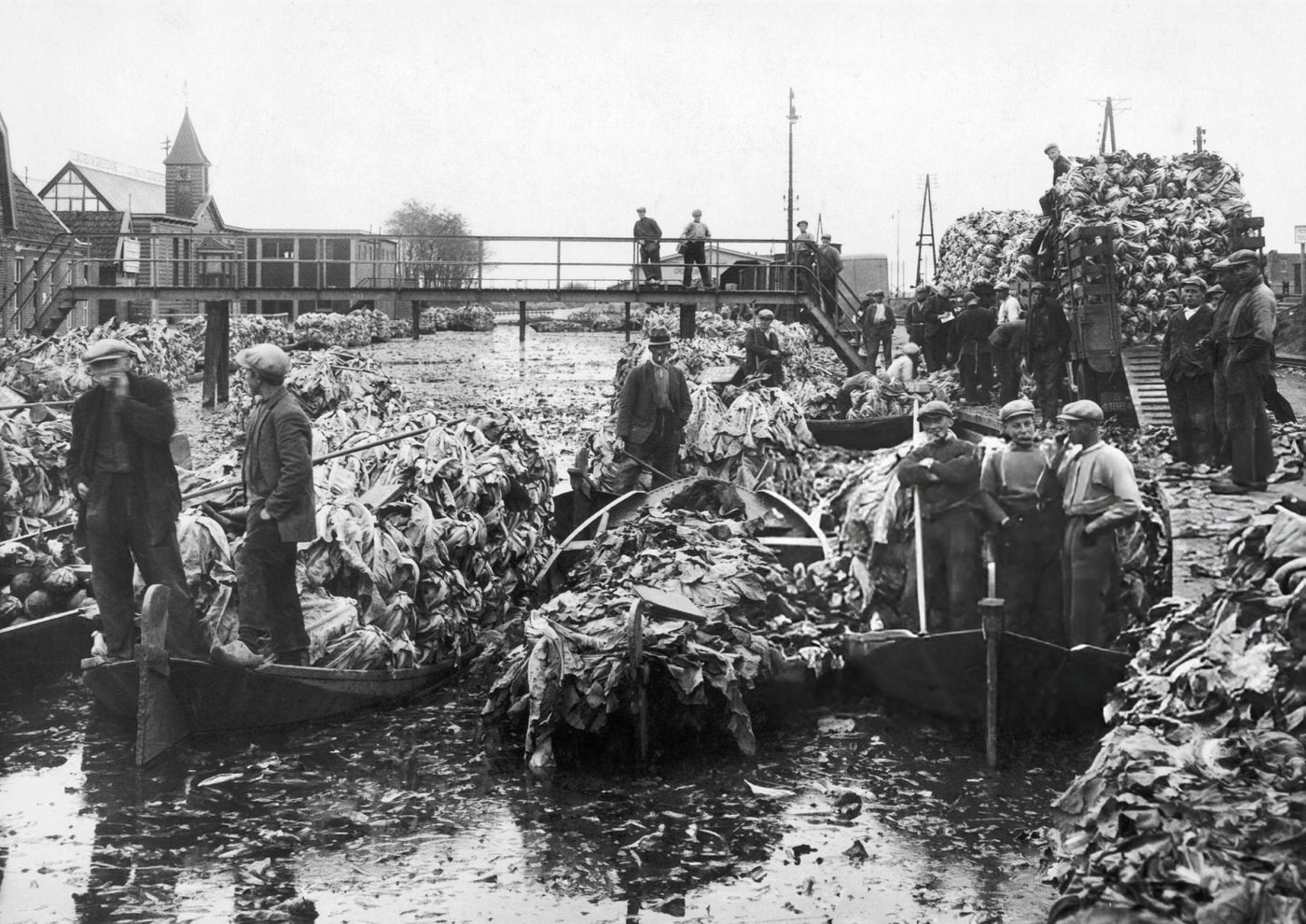 #75 Caulifower harvest transported by boats in Grootebroek, Holland, 1933.