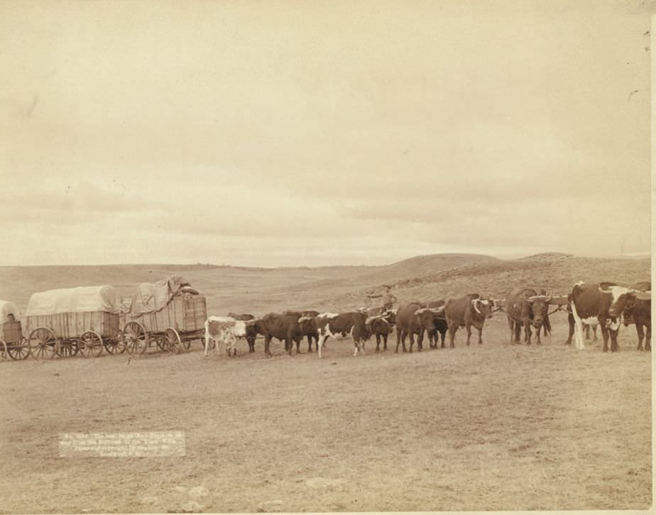 #3 The last large bull train on its way from the railroad to the Black Hills, 1890.