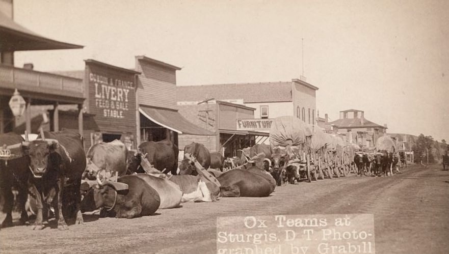 #4 Ox teams at Sturgis, Dakota Territory, 1890s.