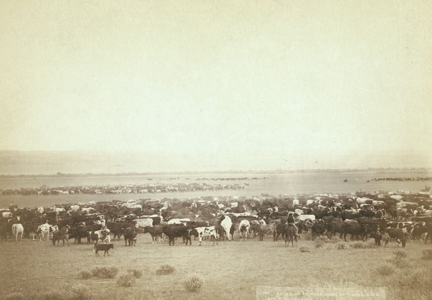 #21 Round-up at Moss Agate of T. 999 A.S. & G., A.U.T. and others, 1890s.