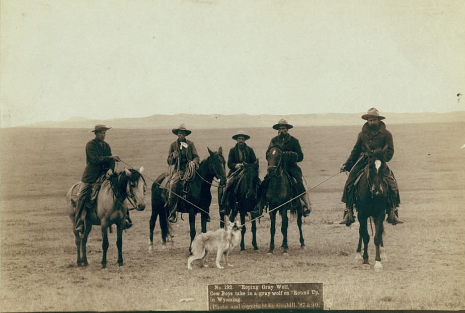 #24 Cowboys rope a gray wolf on “Round up” in Wyoming, 1887.