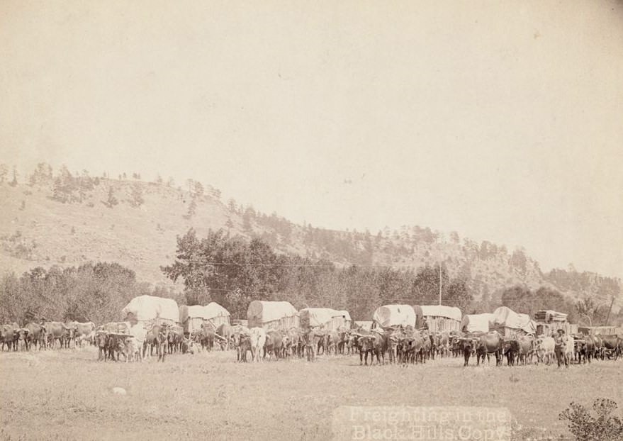 #5 Freighting in the Black Hills, 1890s.