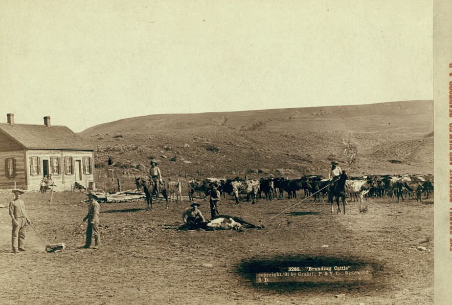 #29 Branding cattle, 1891.